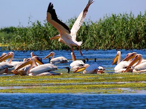 Trasee de birdwatching in Delta Dunarii